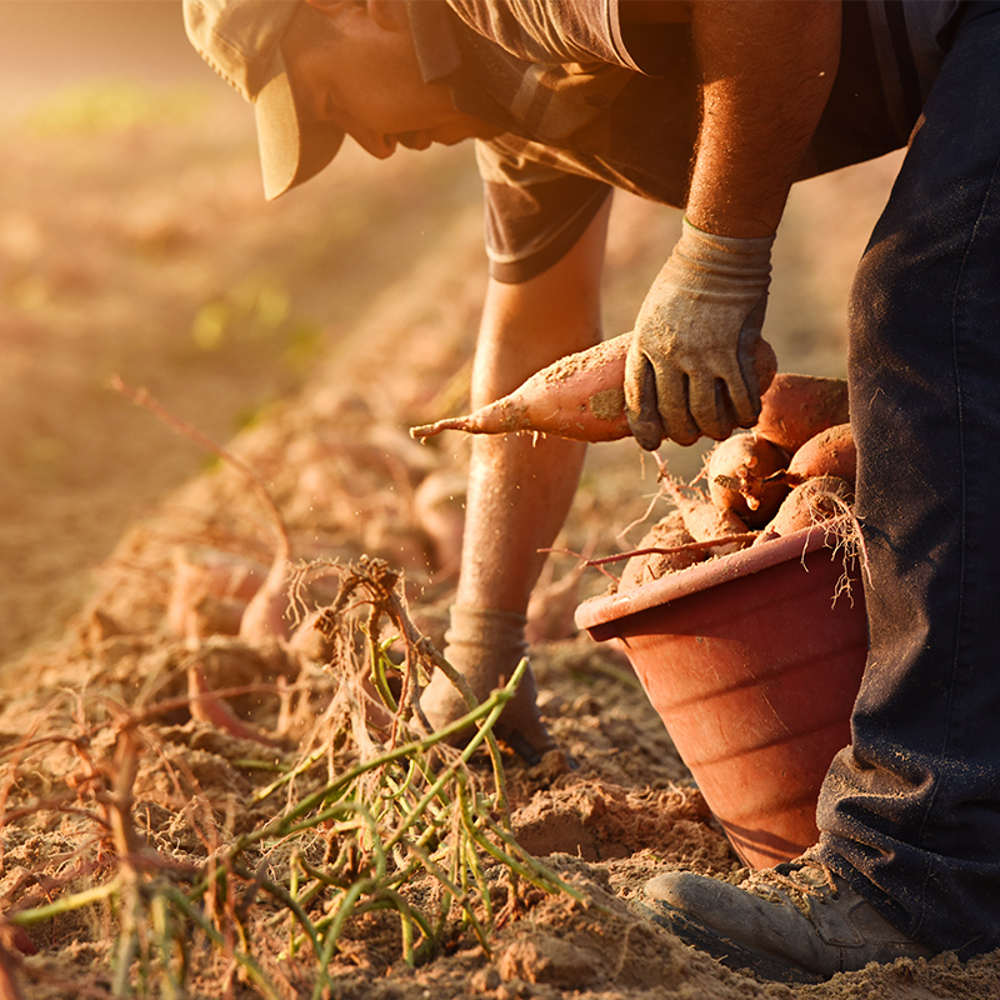 Süßkartoffel - Woher kommen Süßkartoffeln?