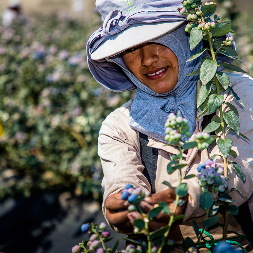 Blueberries - How Sustainable Are Blueberries