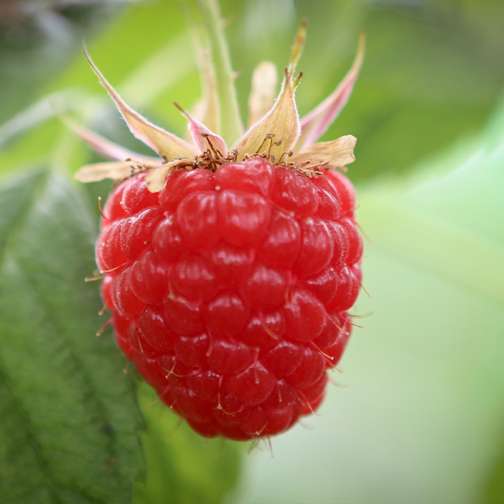 Himbeeren - Woher kamen Himbeeren?