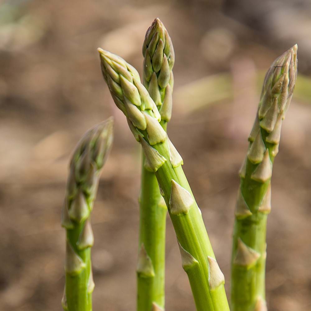 Green Asparagus Tips - Where Did Green Asparagus Tips Come From?