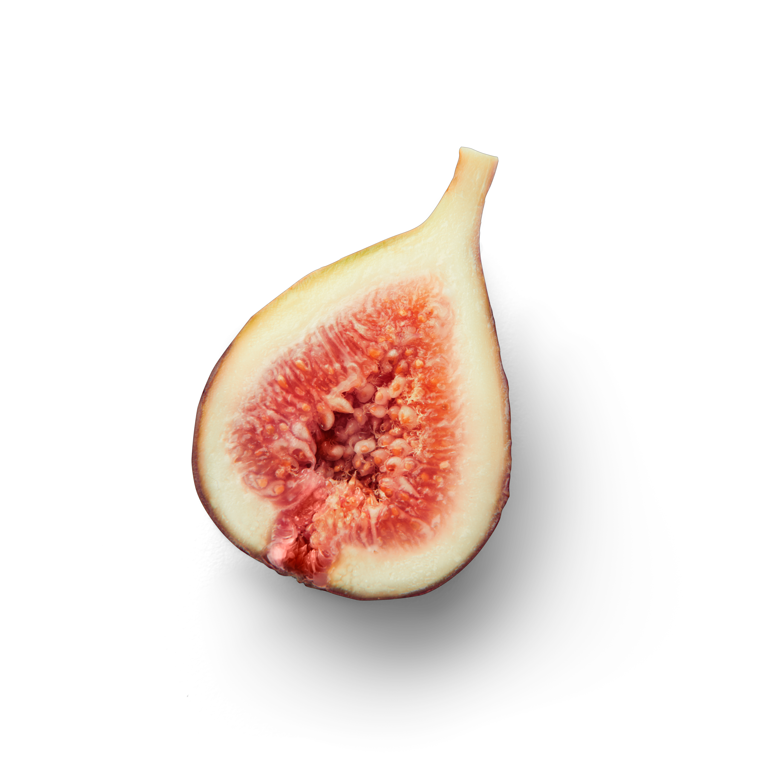 Fig half topview