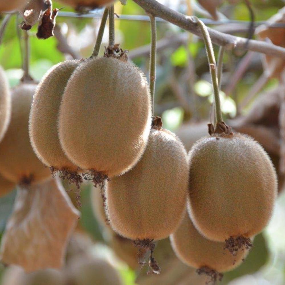 How does a kiwi grow? Kiwi cultivation photo