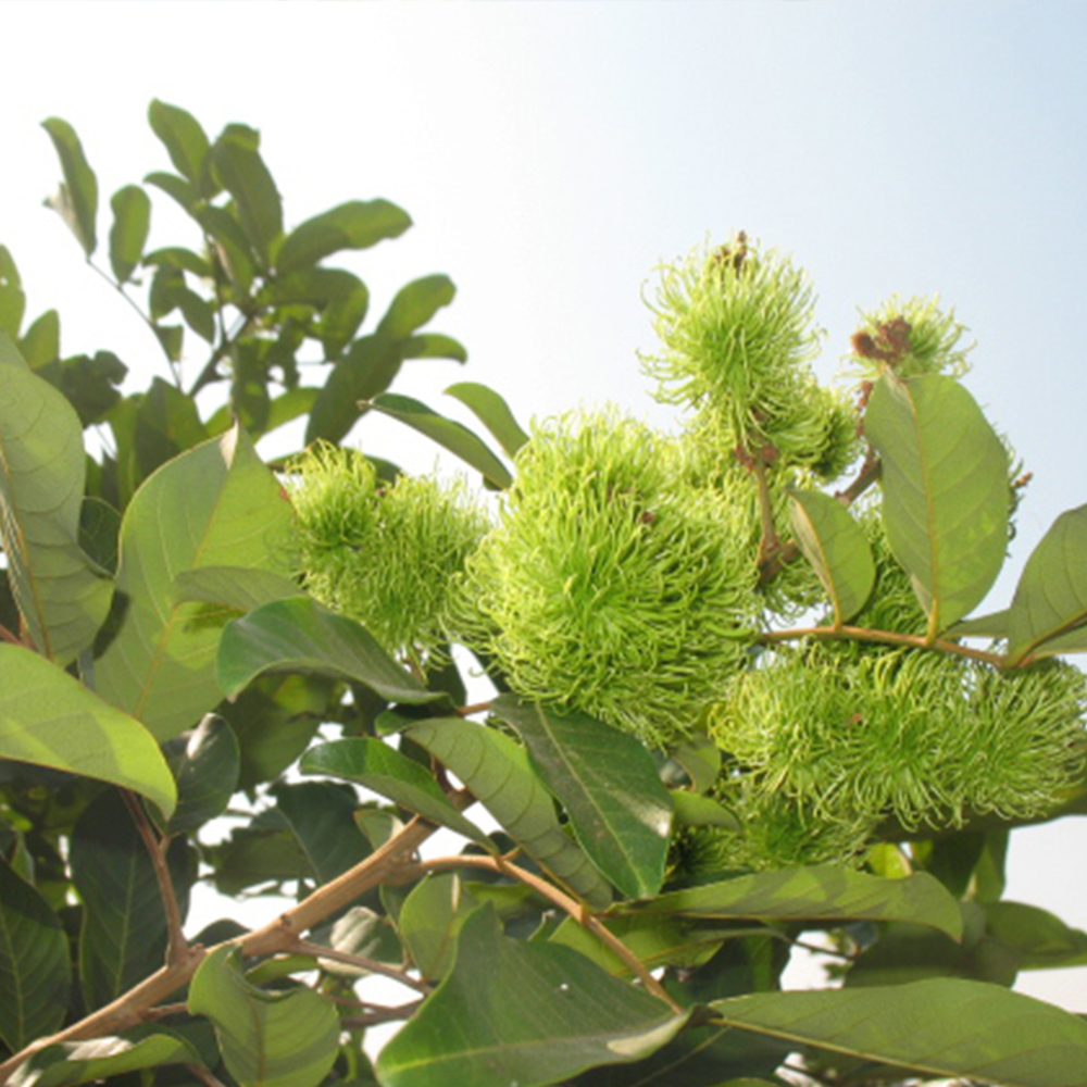 Rambutan - Woher kam Rambutan?