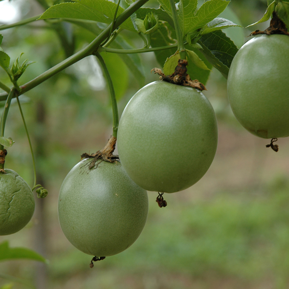 Passionsfrucht - Woher kam Passionsfrucht?