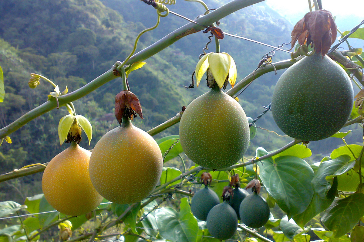 Granadilla fruit store