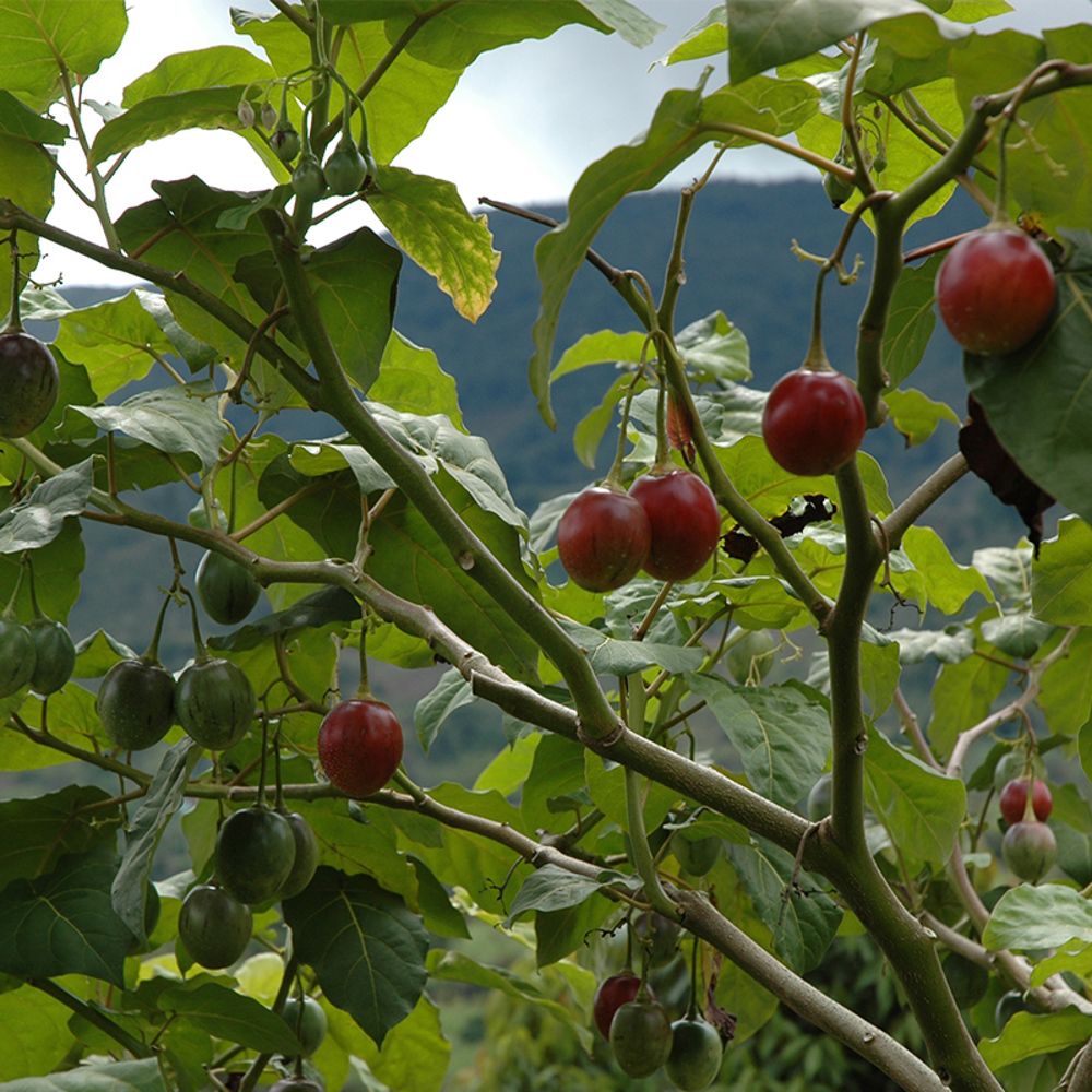 Tamarillo - Waar Komt Tamarillo Vandaan