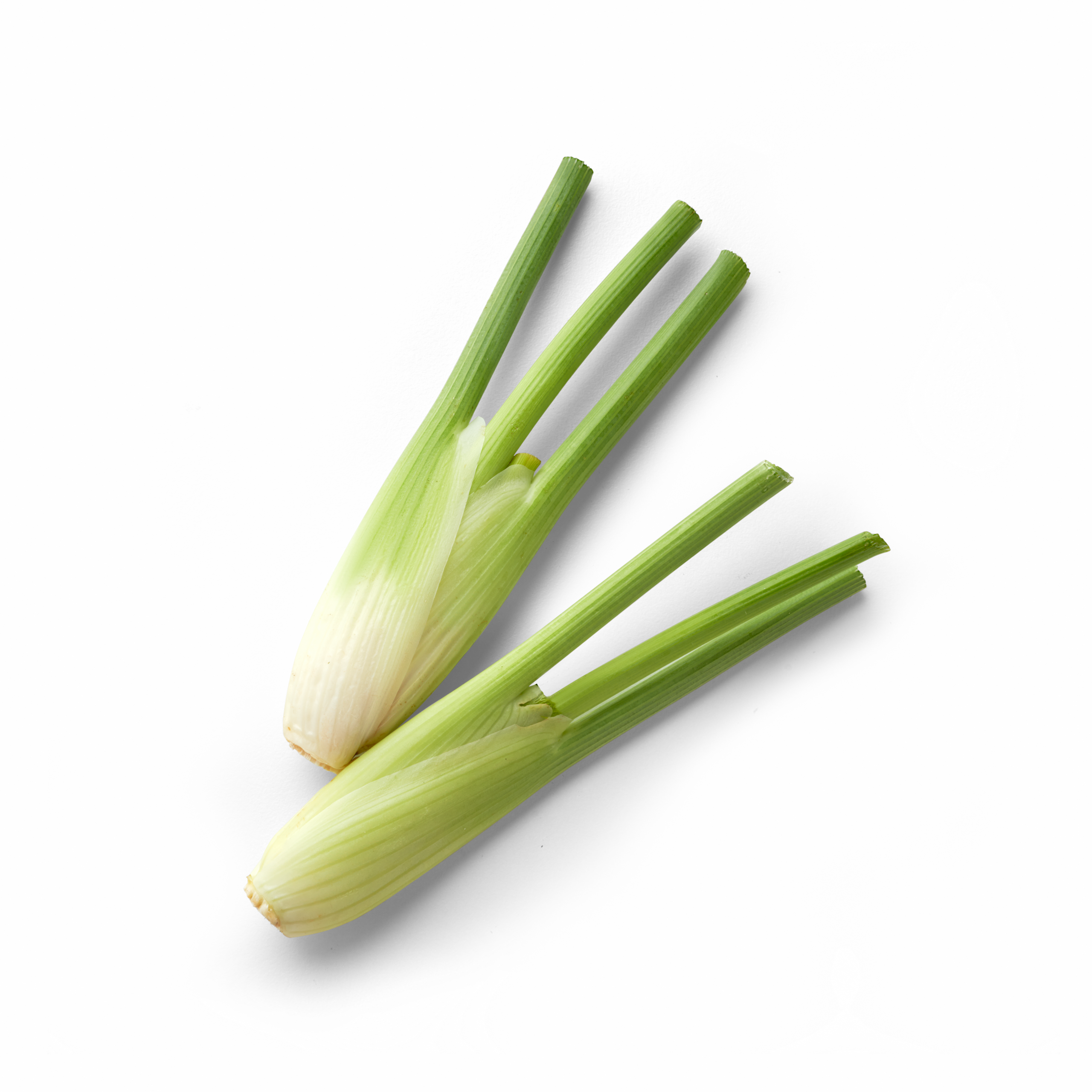 Mini Fenchel Draufsicht