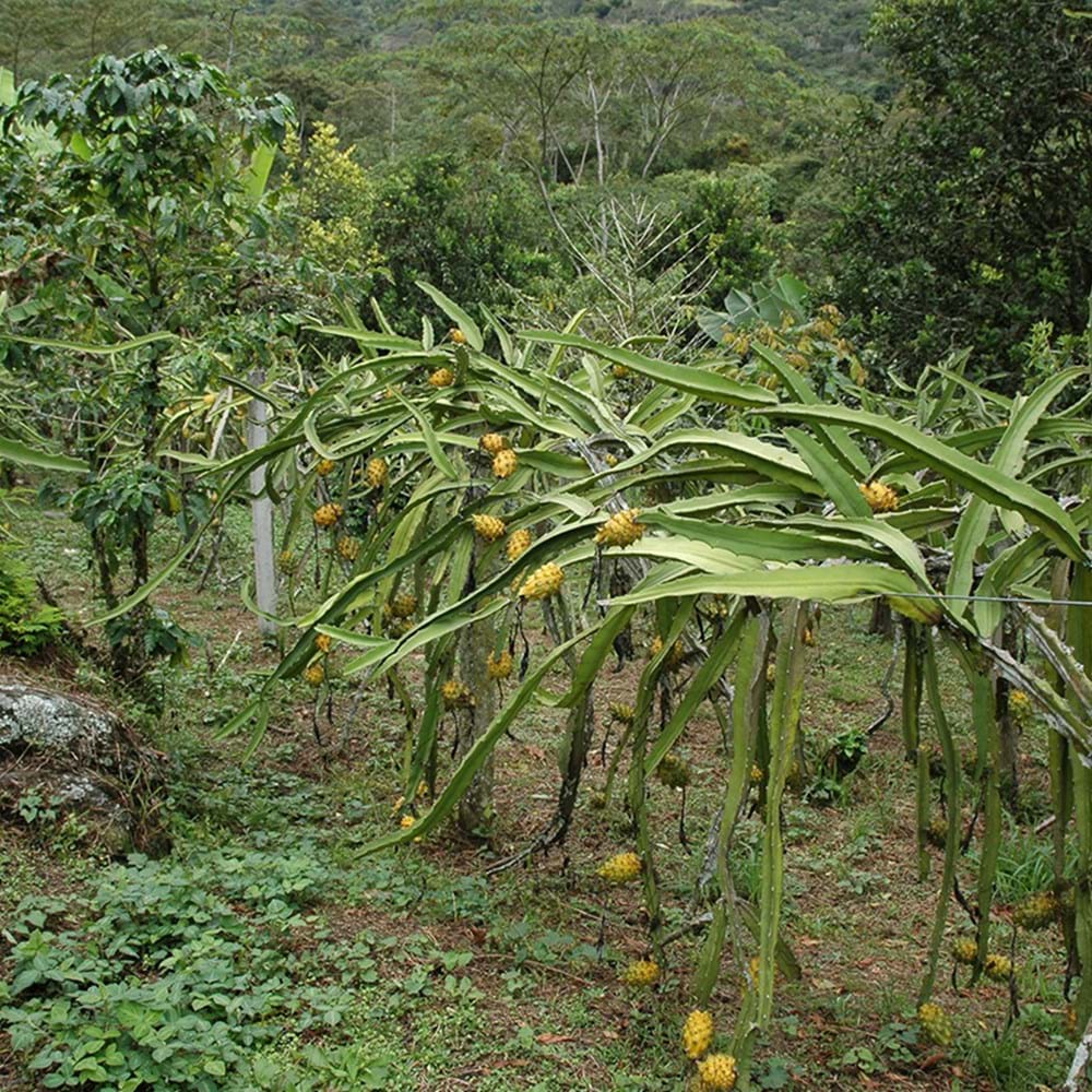 Geel Drakenfruit - Waar Komt Geel Drakenfruit Vandaan