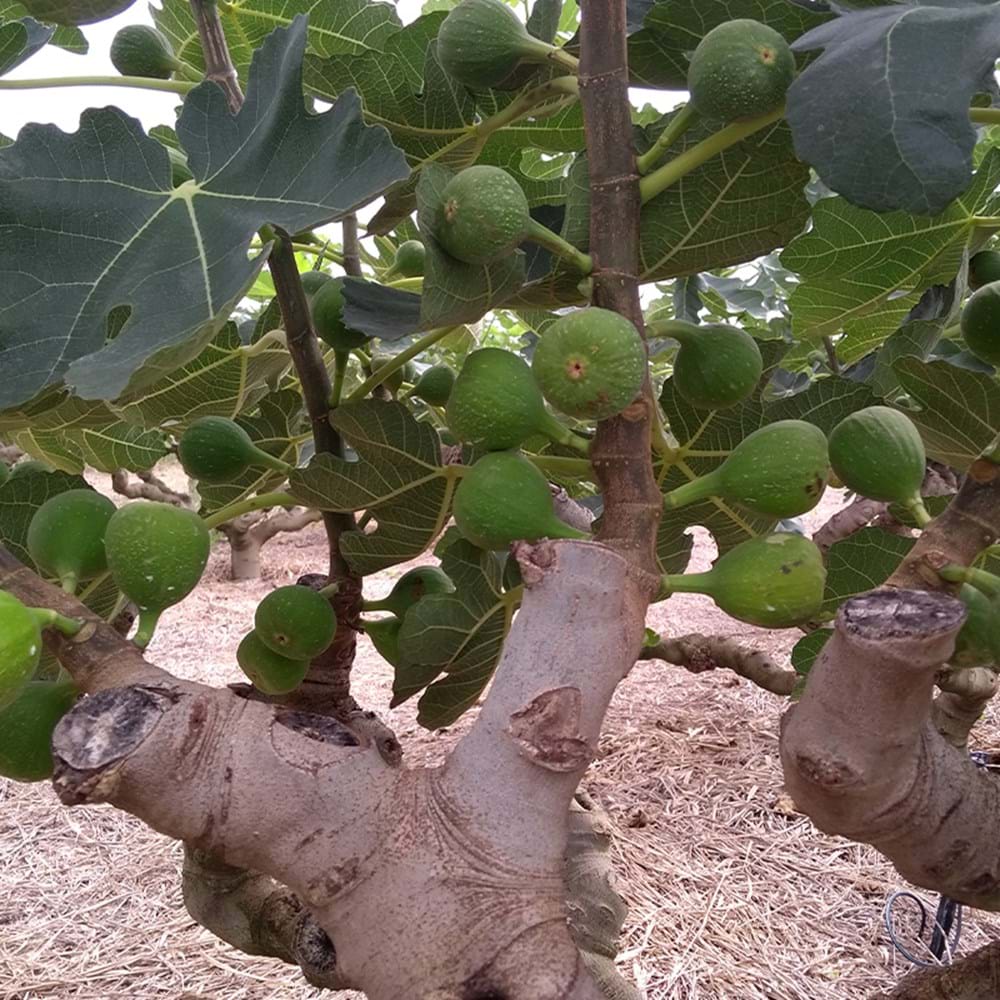 Figs - Where Do Figs Come From
