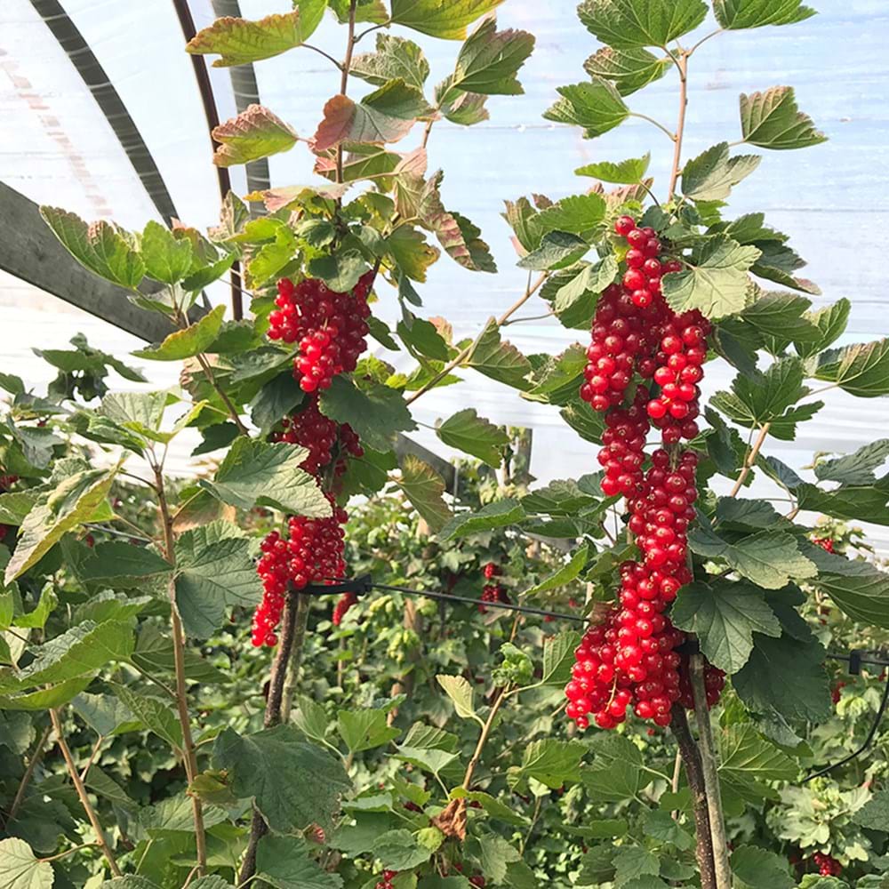 Red currants - Where Did Red currants Come From