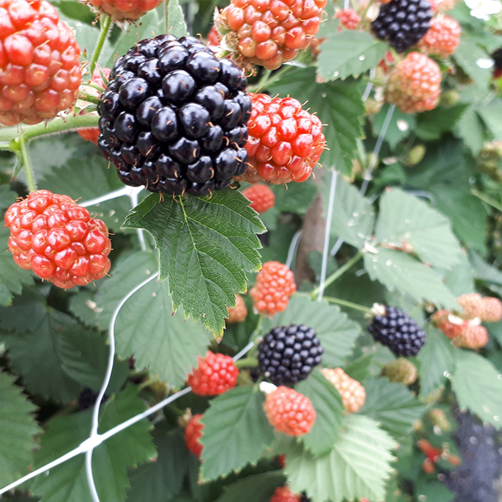 Brombeeren - Woher kommen Brombeeren?