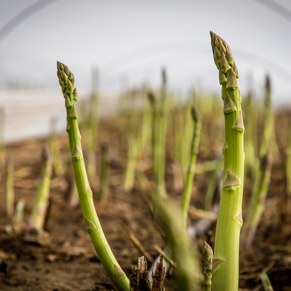 Grüner Mini-Spargel - Woher kommt der grüne Mini-Spargel?